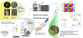 Image result for Zanthoxylum holtzianum