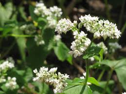 Image result for Fagopyrum