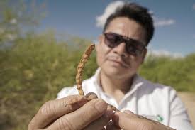 Mientras crece la tensión por el agua en la frontera, esta alianza  binacional reinventa la agricultura que depende del río Colorado