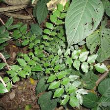 Image result for Clausena anisata