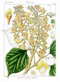 It treats vata and pitta diseases. File Gmelina Arborea Govindoo Jpg Wikimedia Commons