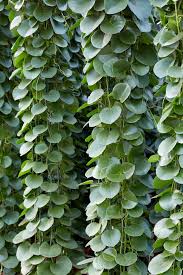 Image result for Cissus rotundifolia