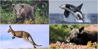 14 Rare Wild Animals You Can See In The Uk Wildlife Spotting In The Uk