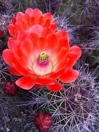 Die cut to shape of the cactus it is a durable vinyl sticker. What Colours Cactus Flower Cactus Flower Flower Show Cacti And Succulents
