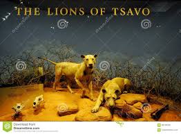 ¿quién no ha escuchado alguna vez historias y leyendas en torno a animales misteriosos como el lobo, el tiburón, el oso etc. Exhibicion Del Leon En El Museo De The Field Foto De Archivo Imagen De Museo Leones 82736702