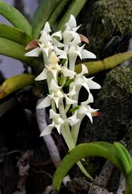 Image result for Cyrtorchis praetermissa