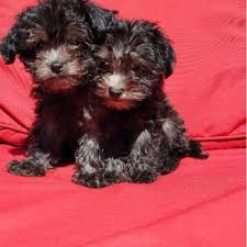 Maybe you would like to learn more about one of these? Affordable Male And Female Maltipoo Puppies Usa Classified For Free