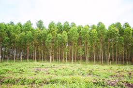 When plantations are later harvested, the koalas move into surrounding areas. Why We Can T Get Enough Eucalyptus Ambient Building Products