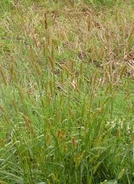 Image result for Setaria sphacelata