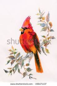 Bird Sitting On Branch Painting Watercolor Painting Of Cardinal Bird Sitting On A Branch Vector Stock Vector Watercolor Paintings Canvas Art Wall Art Prints
