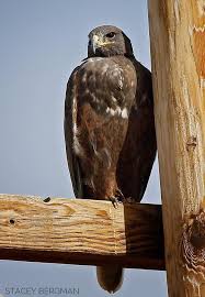 Birds Of Prey Cape Cod Pin On Regalis