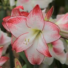 Image result for Hippeastrum sp. cultivars