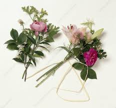 Ground covers and vines controls: Rose Petal Keyword Search Science Photo Library