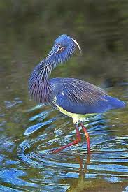 Birds Of The Southwest Usa Tricolor Heron In Mating Plumage Southwest Florida Usa Nature Birds Pet Birds I Like Birds