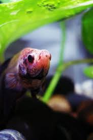 The Best Live Plants For Betta Fish Betta Source