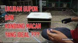Sebuah pertanyaan sederhana yang cukup menarik dikaji. Ukuran Kandang Gupon Kandang Ram Yang Ideal Untuk Merpati Youtube