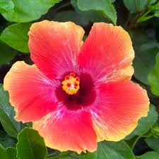 Image result for Hibiscus engleri