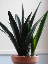 Image result for Sansevieria dawei
