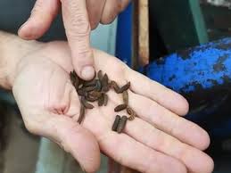 Jespersen, la langue, sans la polysémie propre au mot, serait devenue « un enfer linguistique », aucune mémoire n'aurait suffi pour retenir cette quantité de. Elever Des Mouches Soldat Noir Le Jardin Comestible