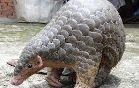 Tatu, jacaré, pombo, calango, lagarto, lagartixa, javaporco, javali. Tongues Tied Around Tatu Bola 1 Chinadaily Com Cn