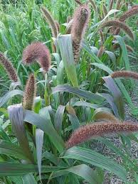 Image result for Setaria italica