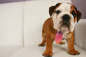 Imagenes De Perros Bulldog Ingles Lo primero que debes saber es que en el mercado existe todo tipo de alimento para. imagenes de perros bulldog ingles