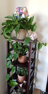 Maybe you would like to learn more about one of these? My Living Room Aesthetic Is Plants And Origami Houseplants