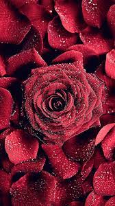 Download Red Rose Wallpaper By Georgekev 0f Free On Zedge Now Browse Millions Of Popular Beauti Red Roses Wallpaper Rose Wallpaper Flower Phone Wallpaper