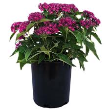 Image result for Pentas schimperiana