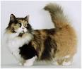 Munchkin Cat Breed- Origin, Characteristics, Character ...
