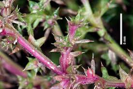 Image result for Salsola kali