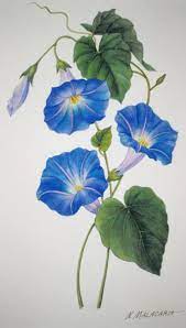 October 5th 2012 First Friday At Gasser Jewelers Featuring Watercolor And Acrylic Paintings By Nancy Malacar Flower Art Flower Painting Watercolor Flowers