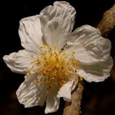 Image result for Caloncoba crepiniana