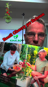 Rosie Cherry pe Balcon #cherry #roșii #tomate #balcon #flori #patrunje...  TikTok