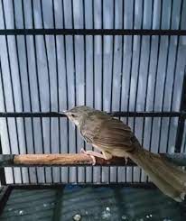 Suara Ciblek Gunung Mp3 Tembakan Ngebren Panjang Gacor Dor