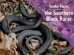 Like many creatures that hibernate during the winter, rattlesnakes are noticing the warm weather and are basking in it. Facts About Southern Black Racer Snakes Owlcation