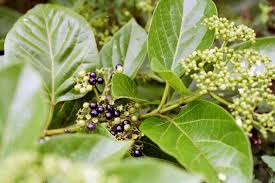 Image result for Premna serratifolia