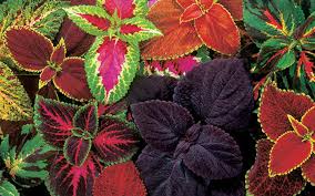 Image result for Coleus