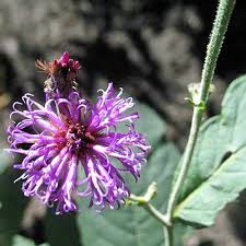 Image result for Vernonia guineensis