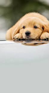 Cute Puppies Wallpapers For Mobile Iphone 6 Golden Retriever 1882324 Hd Wallpaper Backgrounds Download Start your search now and free your phone. iphone 6 golden retriever