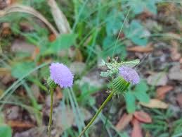 Image result for Crassocephalum rubens