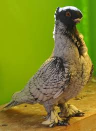Pigeon Breeds Pigeon Pictures Weird Birds