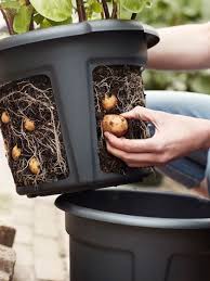 Vegetable Storage Rack Orchard Rack 99 Orders Ship Free In 2020 Vegetable Planters Container Gardening Vegetables Diy Potato Planter