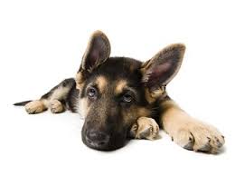 When Is The Best Time To Neuter German Shepherds