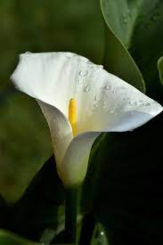 Free Image On Pixabay Calla Blossom Bloom Flower Lily Pictures Calla Calla Lily