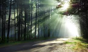 Make social videos in an instant: 55 006 Magical Forest Photos Free Royalty Free Stock Photos From Dreamstime