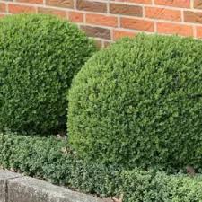 Image result for Buxus acutata