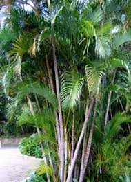 Image result for Dypsis