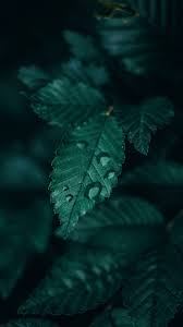 The best selection of royalty free green white background vector art, graphics and stock illustrations. The Best 11 Emerald Aesthetic Dark Green Background Ascretivel
