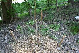 Perennial plants can be propagated either by sexual or vegetative means. The Right Way To Stake A Tree